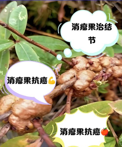 树瘤子怎么防治，找准原因，对症下药