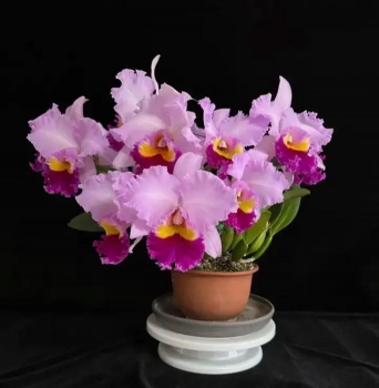 大牛花怎么养,新手也能养好,轻松爆盆开花 大牛花怎么养,新手也能养好,轻松爆盆开花