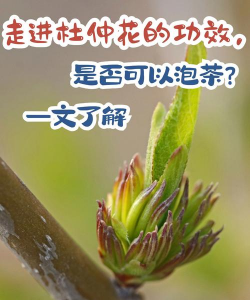 西红柿栽培技术视频，掌握关键步骤，轻松种出好番茄