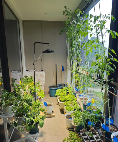 西红柿栽培技术视频，掌握关键步骤，轻松种出好番茄