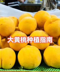 西红柿栽培技术视频，掌握关键步骤，轻松种出好番茄