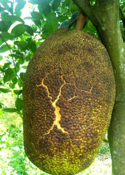 西红柿栽培技术视频，掌握关键步骤，轻松种出好番茄