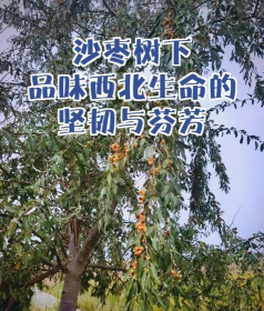 西红柿栽培技术视频，掌握关键步骤，轻松种出好番茄