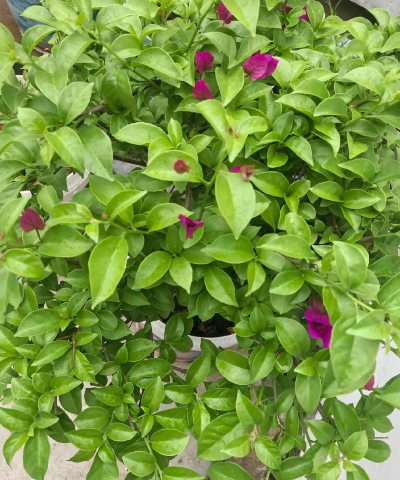 临泉树虫防治，识别常见虫害，掌握有效方法