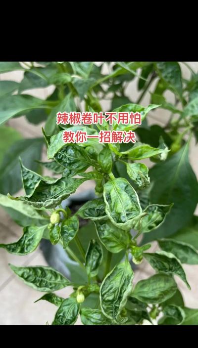 临泉树虫防治，识别常见虫害，掌握有效方法