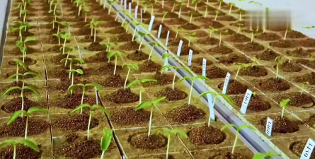 临泉树虫防治，识别常见虫害，掌握有效方法