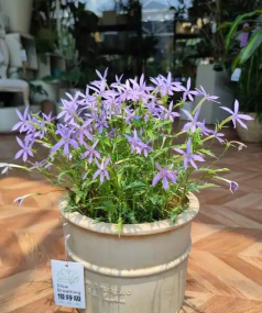 临泉树虫防治，识别常见虫害，掌握有效方法