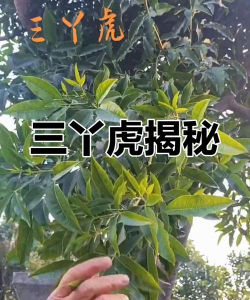 网上买了花应该怎么养，新手常见问题，实用养护指南