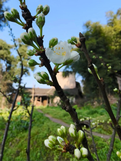李花怎么养，掌握关键技巧，轻松花开满树