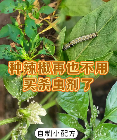 网上买了花应该怎么养，新手常见问题，实用养护指南