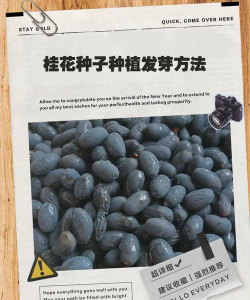 网上买了花应该怎么养，新手常见问题，实用养护指南