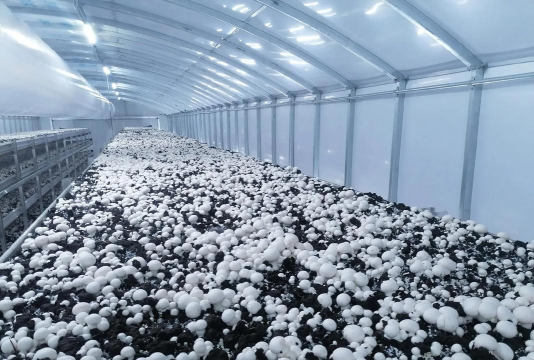 网上买了花应该怎么养，新手常见问题，实用养护指南