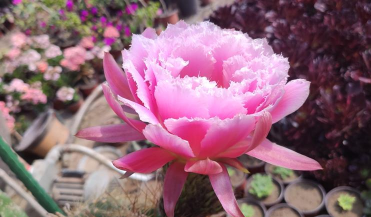 网上买了花应该怎么养，新手常见问题，实用养护指南