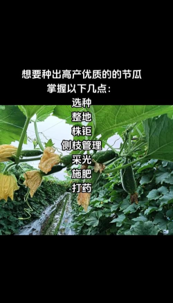 西红柿栽培技术视频，掌握关键步骤，轻松种出好番茄