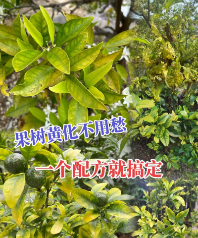 河边绿化设计方案，提升生态价值，打造宜居环境