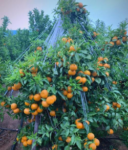 柿子树栽培技术，掌握关键要点，轻松收获果实