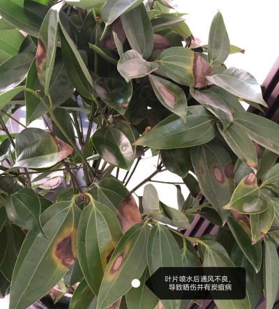 柿子树栽培技术，掌握关键要点，轻松收获果实