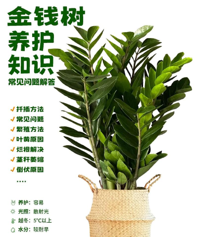 柿子树栽培技术，掌握关键要点，轻松收获果实