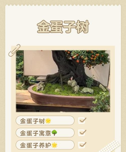 柿子树栽培技术，掌握关键要点，轻松收获果实