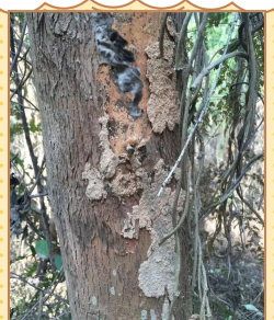 柿子树栽培技术，掌握关键要点，轻松收获果实