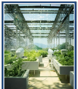 柿子树栽培技术，掌握关键要点，轻松收获果实