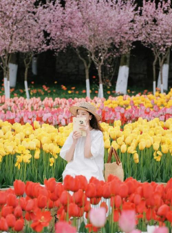 柿子树栽培技术，掌握关键要点，轻松收获果实