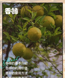 茄子的栽培技术，掌握关键步骤，轻松收获果实