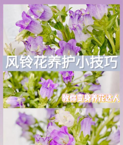 茄子的栽培技术，掌握关键步骤，轻松收获果实