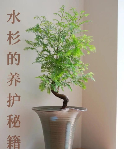 茄子的栽培技术，掌握关键步骤，轻松收获果实