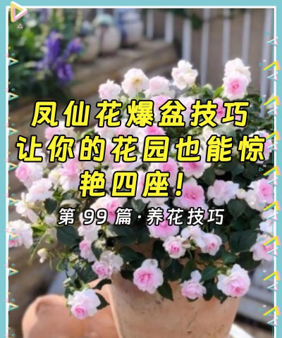 重瓣花怎么养，掌握关键技巧，轻松爆盆开花