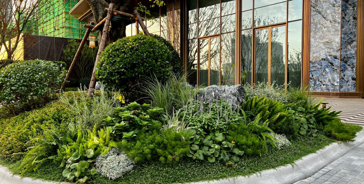 人参果树栽培，掌握关键步骤，轻松收获果实