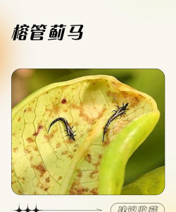 楁树虫害防治,识别常见害虫,掌握有效方法 楁树虫害防治,识别常见害虫,掌握有效方法