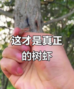 树虾子怎么防治,常见问题解析,实用方法分享 树虾子怎么防治,常见问题解析,实用方法分享