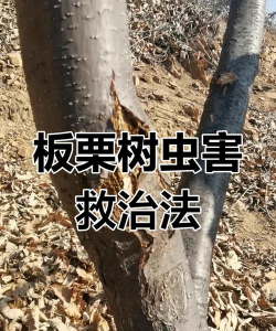 板栗树蛀心虫防治,识别虫害特征,掌握有效方法 板栗树蛀心虫防治,识别虫害特征,掌握有效方法