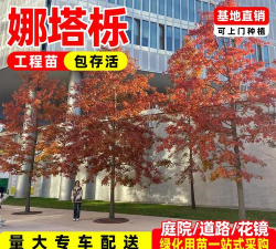 人参果树栽培，掌握关键步骤，轻松收获果实