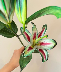 单瓣手球花怎么养，新手入门指南，轻松掌握养护技巧