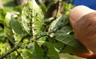 单瓣手球花怎么养，新手入门指南，轻松掌握养护技巧