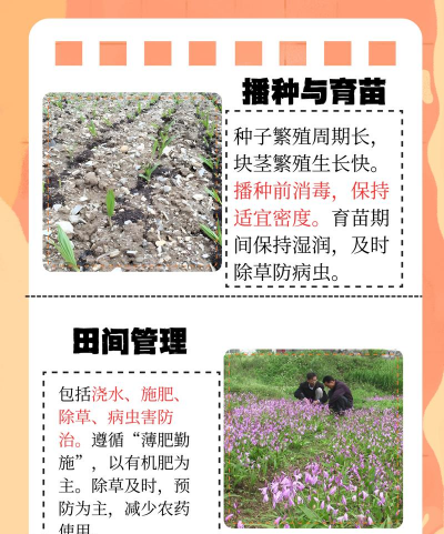 单瓣手球花怎么养，新手入门指南，轻松掌握养护技巧