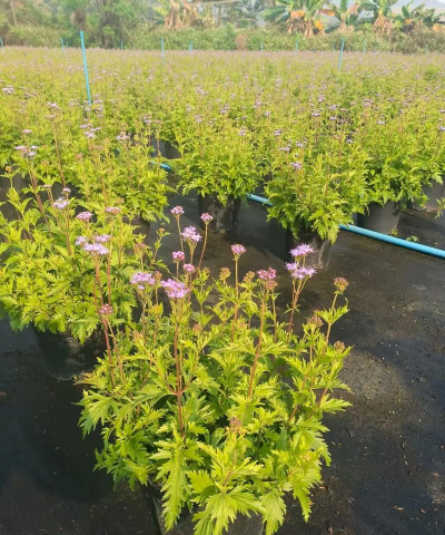 蓝雾花怎么养，掌握关键技巧，轻松打造梦幻花园