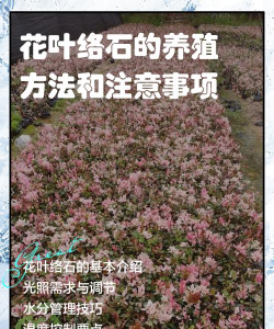 单瓣手球花怎么养，新手入门指南，轻松掌握养护技巧