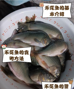 单瓣手球花怎么养，新手入门指南，轻松掌握养护技巧