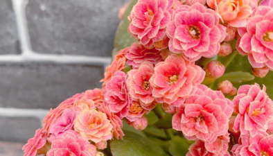 厂区景观绿化设计，提升环境品质，改善员工体验