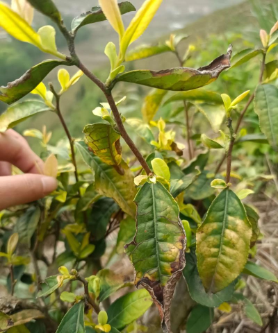 厂区景观绿化设计，提升环境品质，改善员工体验