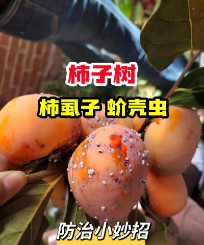 竖向绿化设计，提升城市生态，美化建筑空间