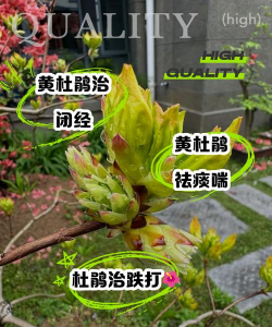 竖向绿化设计，提升城市生态，美化建筑空间