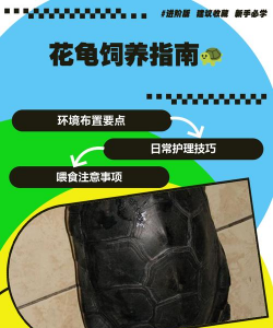 石花龟怎么养,掌握关键技巧,轻松养好它 石花龟怎么养,掌握关键技巧,轻松养好它