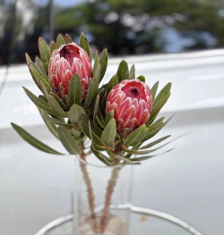 西红柿栽培技术视频，掌握关键步骤，轻松种出好番茄