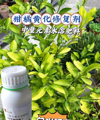 柿子树栽培技术，掌握关键要点，轻松收获果实