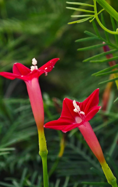 柿子树栽培技术，掌握关键要点，轻松收获果实