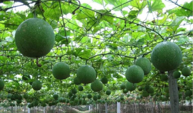 西红柿栽培技术视频，掌握关键步骤，轻松种出好番茄